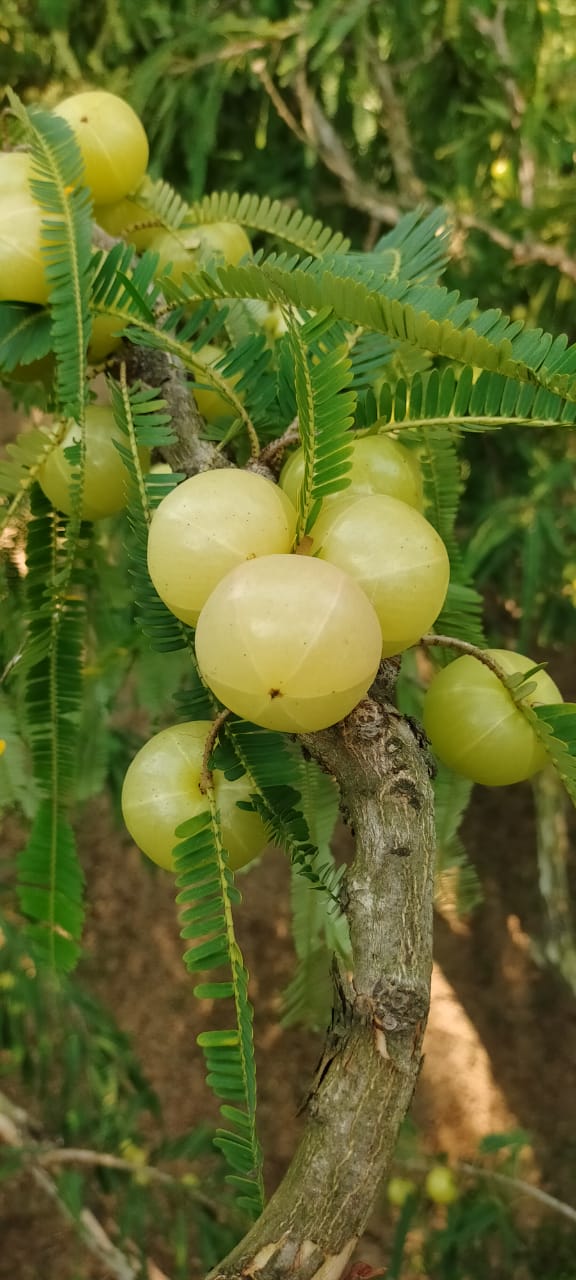 Harvest Season at Farm
