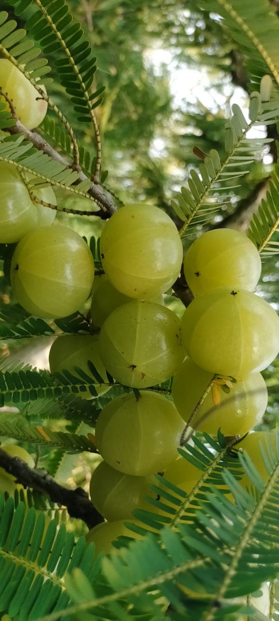 Fresh Amla on Tree