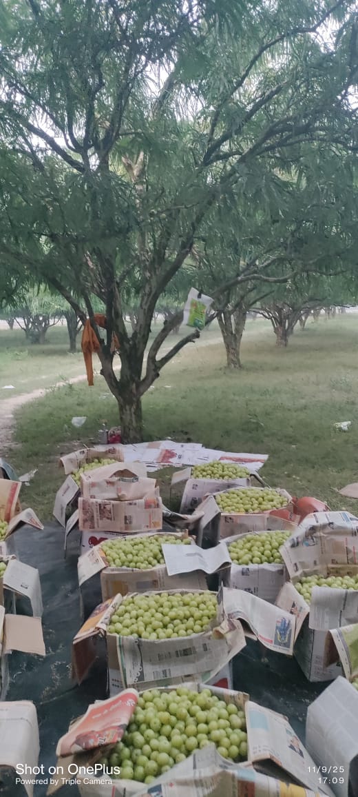 Pratapgarh Amla Farm